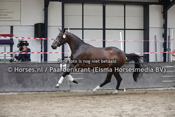 17 Miss Ravel HM (Ravel x Butterfly v. UB 40)