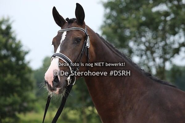 BWP Fokkerijdag Geel 24 juli 2021