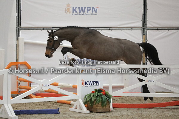 137 (Jenssen VDL x Comme il faut)