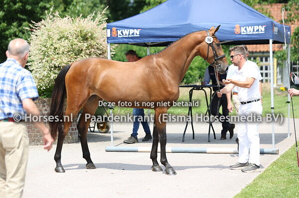 16 Salsalien Mees vd Watermolen x La Selien W v. Comme il faut)