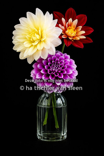 DAHLIA’S zwart wit geel
