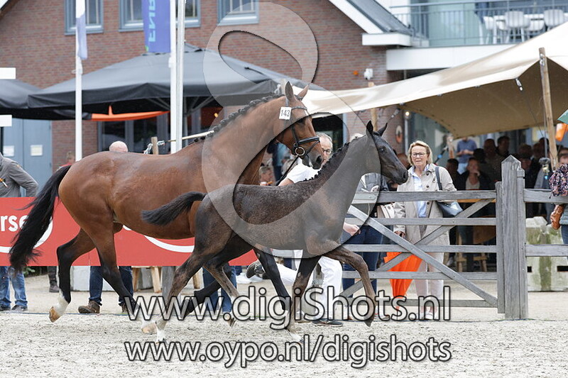 Viva Vieni v. For Romance