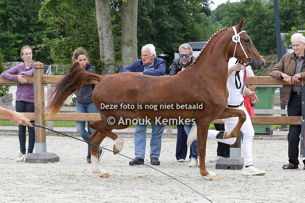 042 - SAREDA MAXIMIANO I&S X UNIEKO R. HOFSTRA, OFFINGAWIER J. KUIPERS, TZUMMARUM