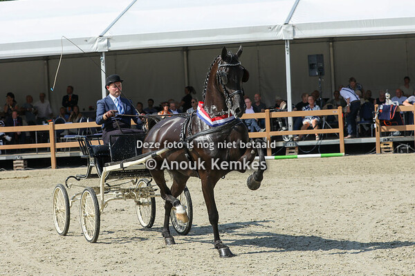 5 Jarige fokmerries in tuig groep 1