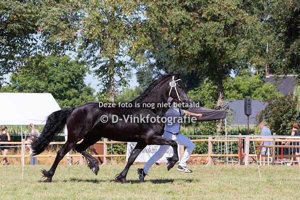 Premiekeuring veulenboek merries 3 jaar
