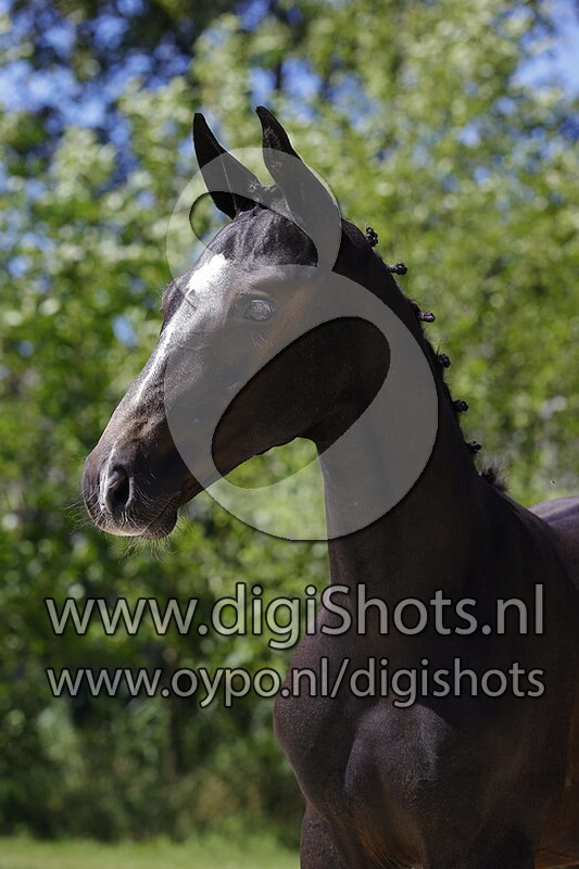 Cornet Obolensky x Quaprice Bois Margot