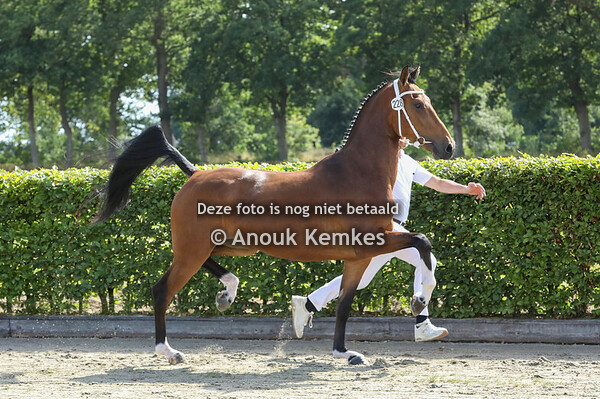 Symfonie GSM ( Bocellies Mateo x A New Day GSM )