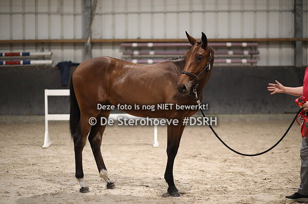 vrouwelijke jaarlingen springen