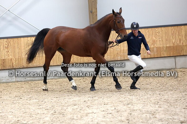 9 Poniels (Qatar ter Saleghem x Moniels v. Twister de la Pomme)