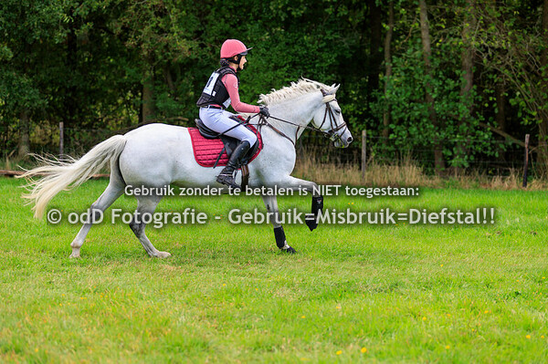 sgw bollert brons paard b pony l 13-09-25