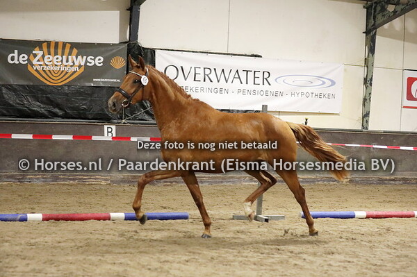 65 Orchidee van de Paulinehoeve (v. Blue Hors Farrell  x Amaryllis v. Jazz)