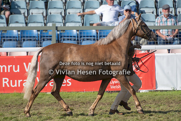 Junior Broodmares Section B