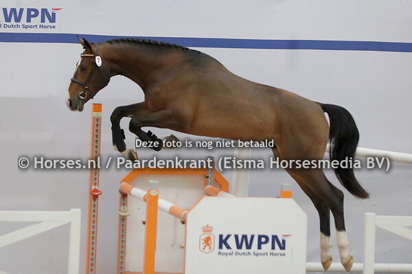 7 Azraff SPS (All Star x Galaxie d'Iscla v. Contendro)