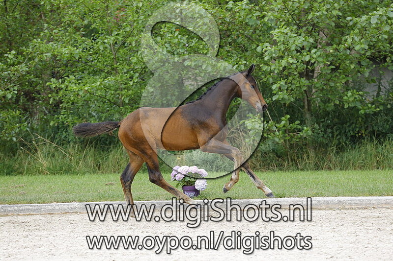 Jameson RS2 x Hofrat