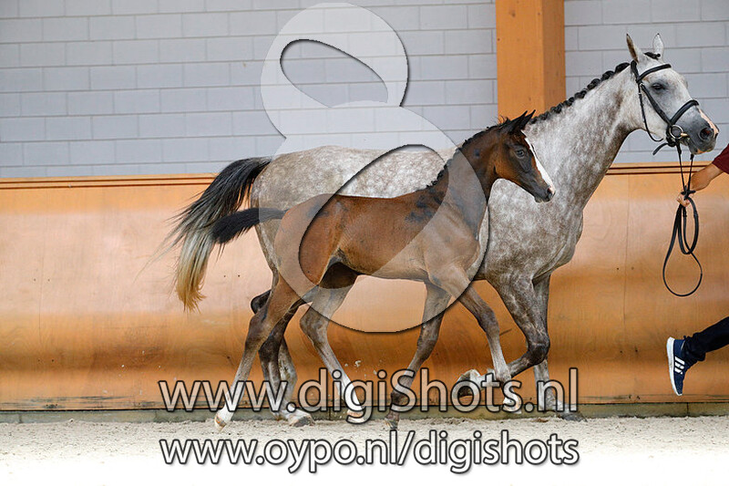 Navita v. Cornet Obolensky