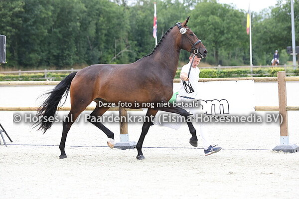 247 Special lady (Incognito x Evita v. Citango)