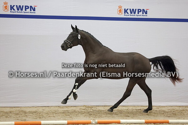 428 (Le Formidable x San Amour)