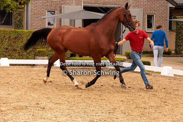 Merries 4 jaar en ouder 