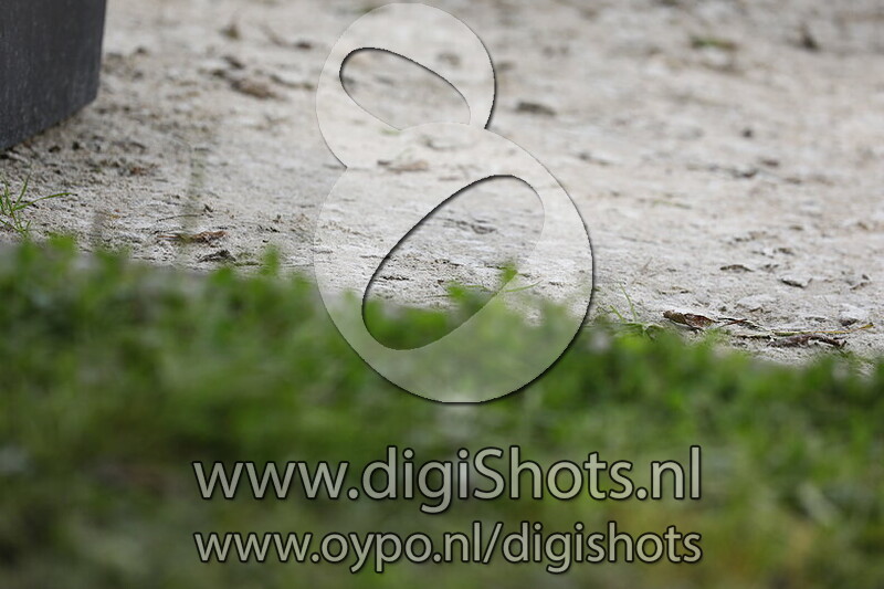 Ring 7 Klasse ZZ Licht Paarden