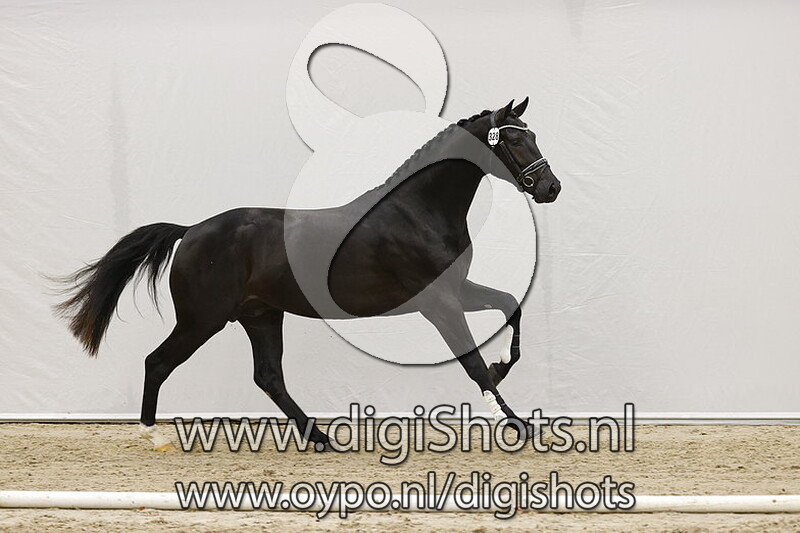 Neil Diamond Texel v. Daily Diamond