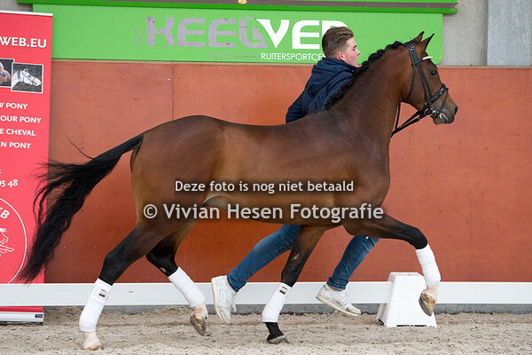 Hengstenshow afd. Zuid