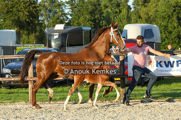 95 - V..... ( Olympus HS x Saffraan ) 