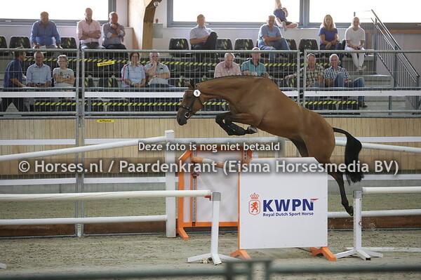 9 Mijnsinaa (Emilion x Ambersinaa v. Indoctro)