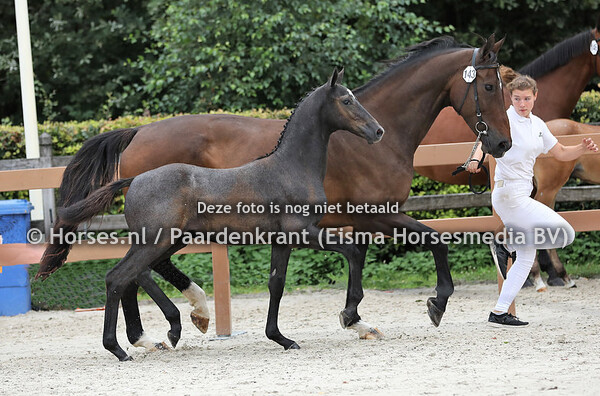 143 Ozne SL (KObalt VDL x Zolinda v. Voltaite)