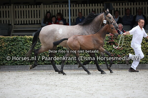 22 Olise H (Jappeloup x Louise H v. Golddigger)