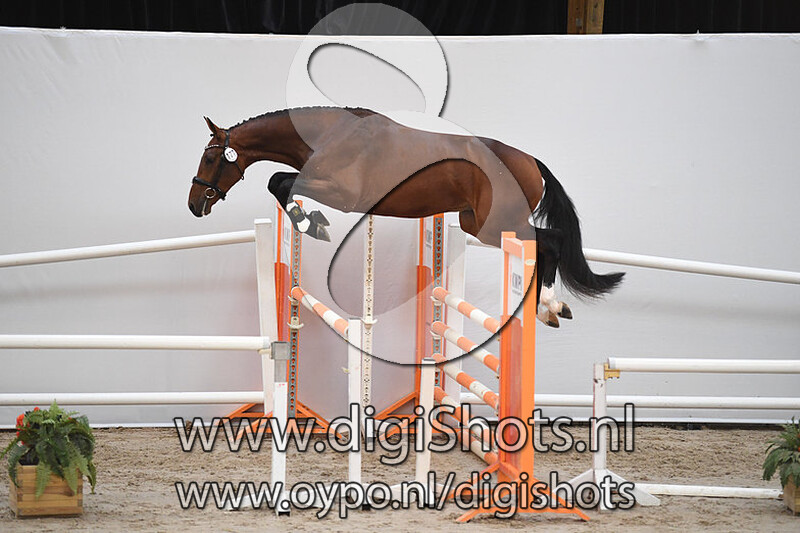 Matcho R des Fontaines 177