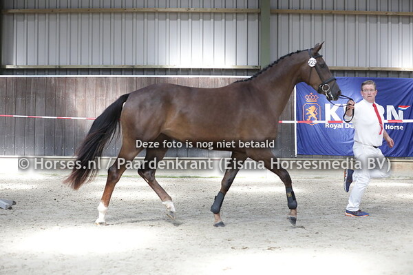 225 Miralda (Winningmood x Eniralda v. Oscar)