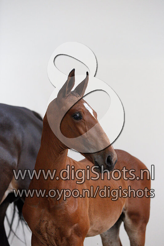 Never lose van de Wolfsakker v. Lector vd Bisschop