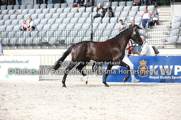 43 Lindes Corofina Texel (Glock's Toto jr x Golden Corofina texel)