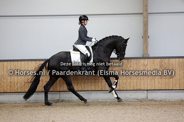 33 Scaramouche (Glock's Toto JR x Negro)