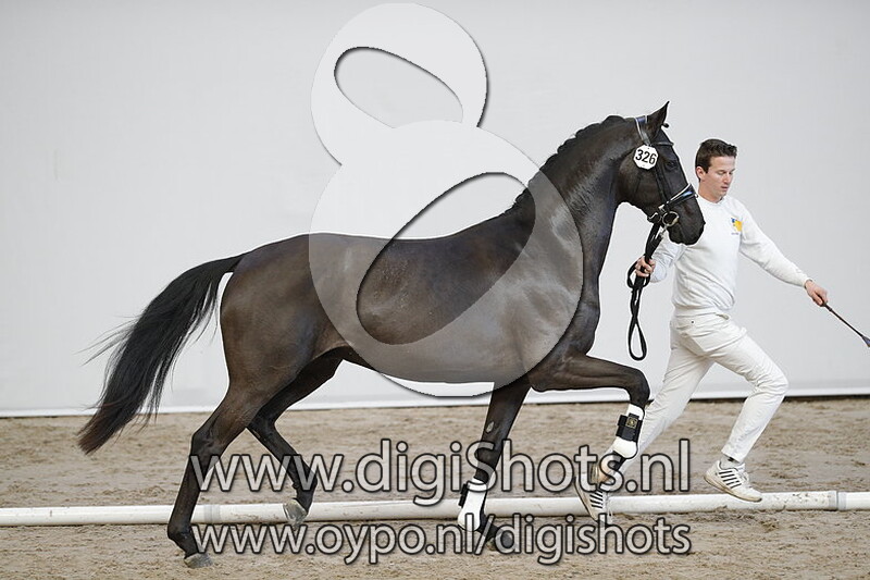 Mr Mister V. Dialy Diamond