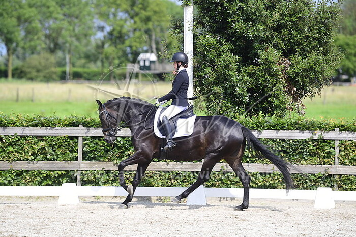 Imke Kempen - Pocodale