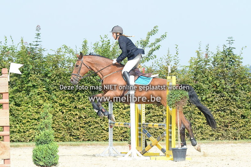 Paarden Clear Round 80