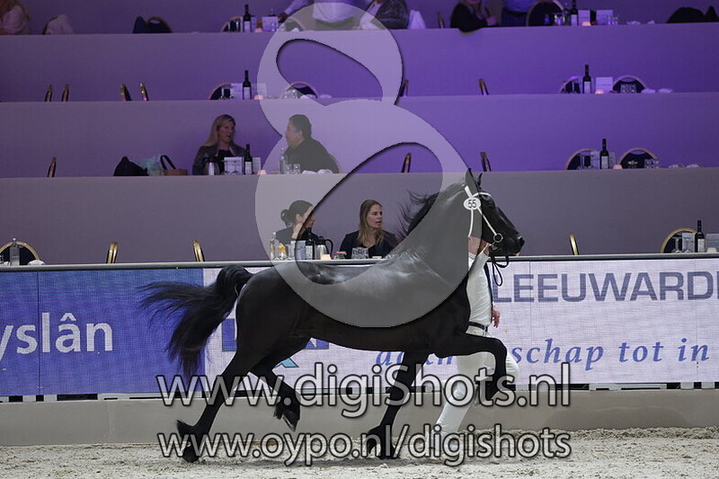 Yucatan fan de Tibsterwei