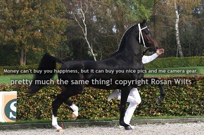 RAVENSGOED W Dylano x Eebert