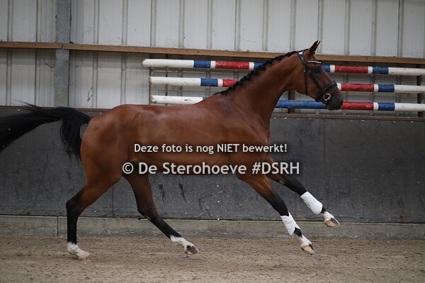 vrij bewegen driejarigen dressuur