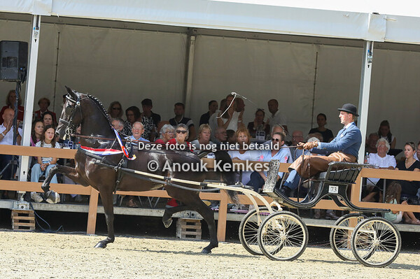 6 , 7 & 8 Jarige fokmerries in tuig 