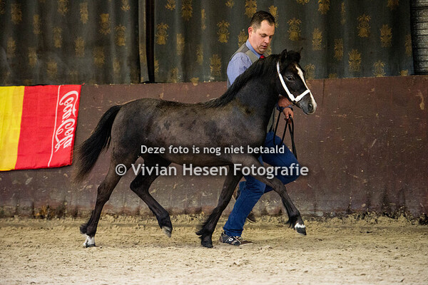 Springshow Welsh Belgium
