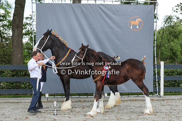 12. Veulenkampioenschap