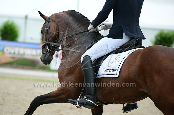 Diederik van Silfhout - O'Toto van de Wimphof