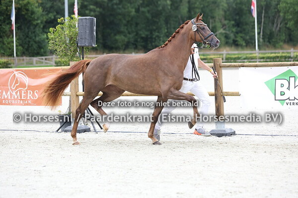 229 Spring Nal T (My blue Hors Santiano x Nalini Boa T v. Ferdinand)