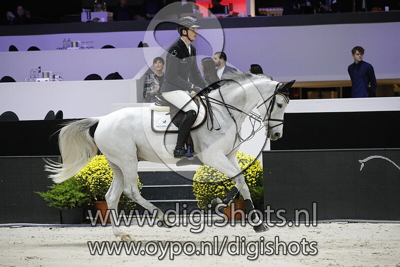 Ziggy vd Kattevennen Z