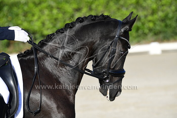 Jilles Timmers - Duc De D'Arbanville