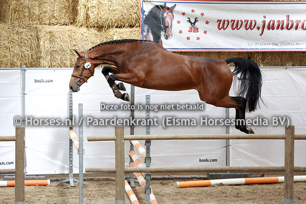 24 Silou EK (Carlou PS x Nila v. Impressive VDL)