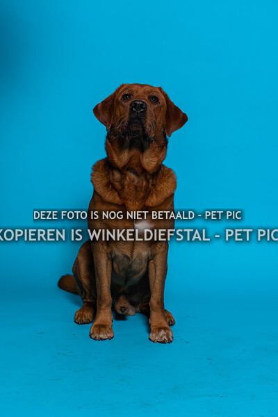 007 hond 