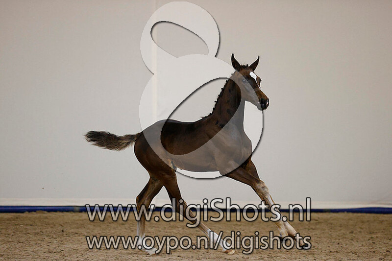 Furstenball x Vivaldi